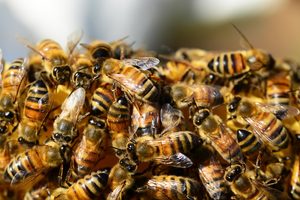 ¿Cómo las empresas en América Latina activan su capital natural?